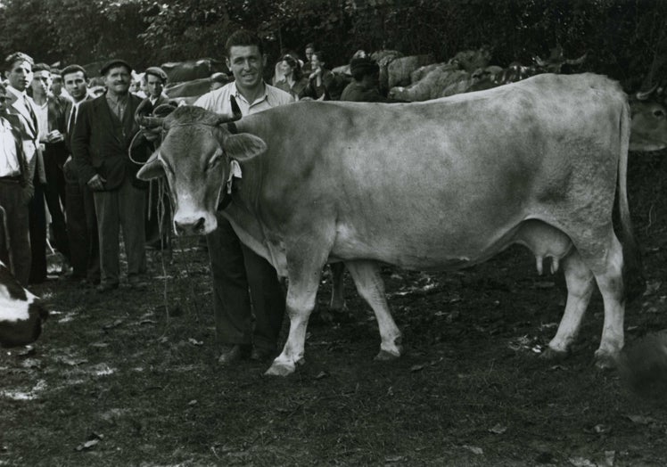 Valentín Vega. Retrato con vaca en una feria de ganado, Pola de Laviana, 1950.