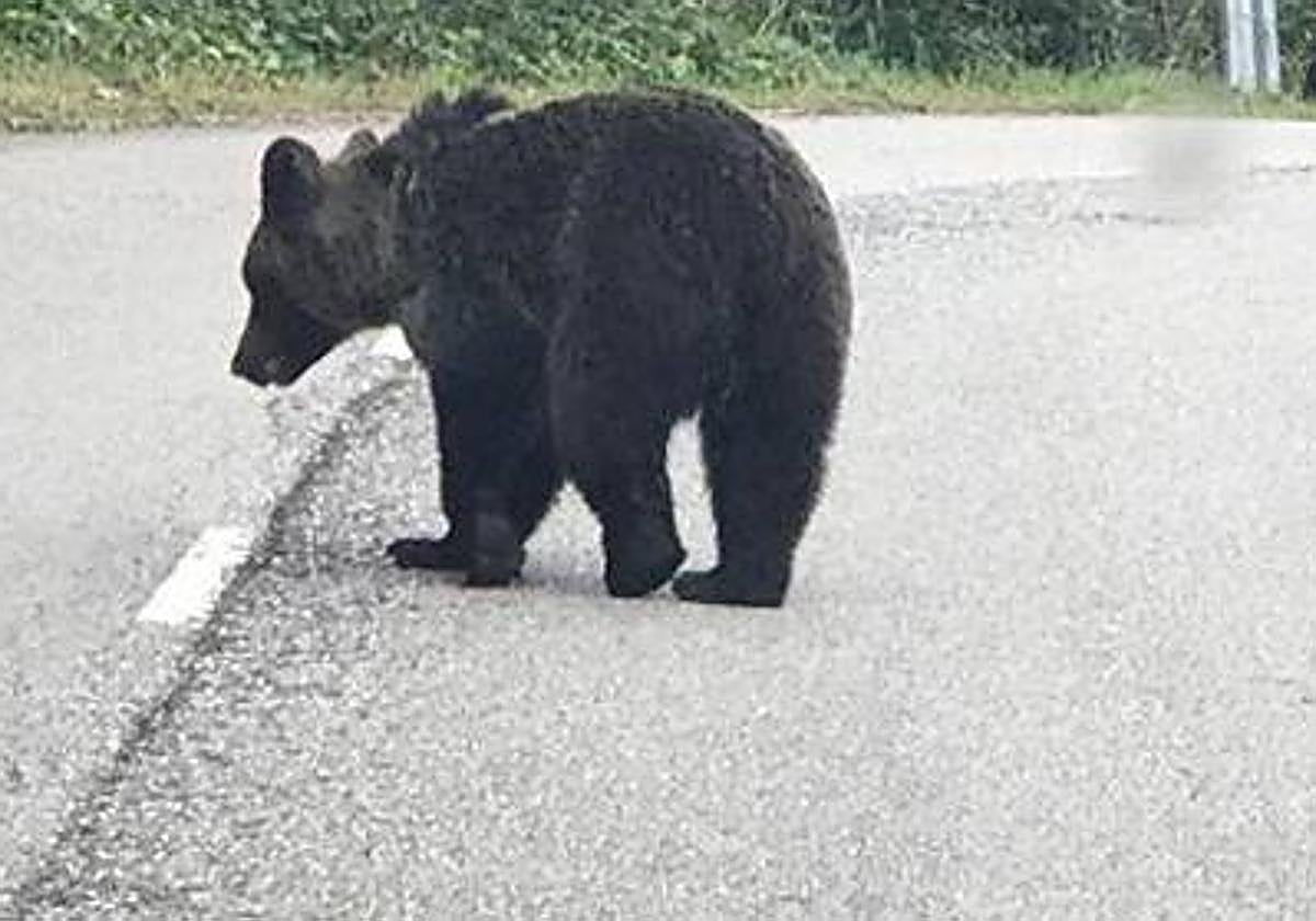 Un oso en una carretera asturiana.