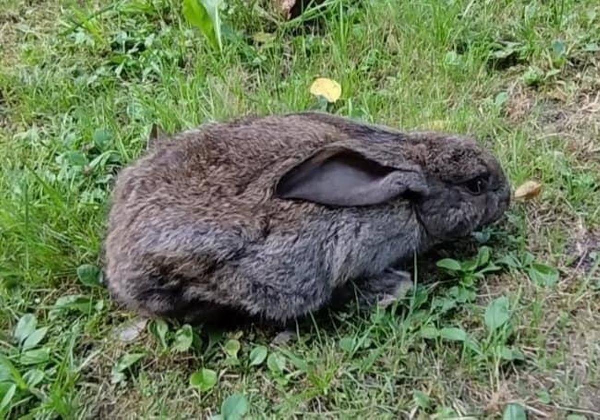 El conejo abandonado en Gijón fue descubierto por un niño.