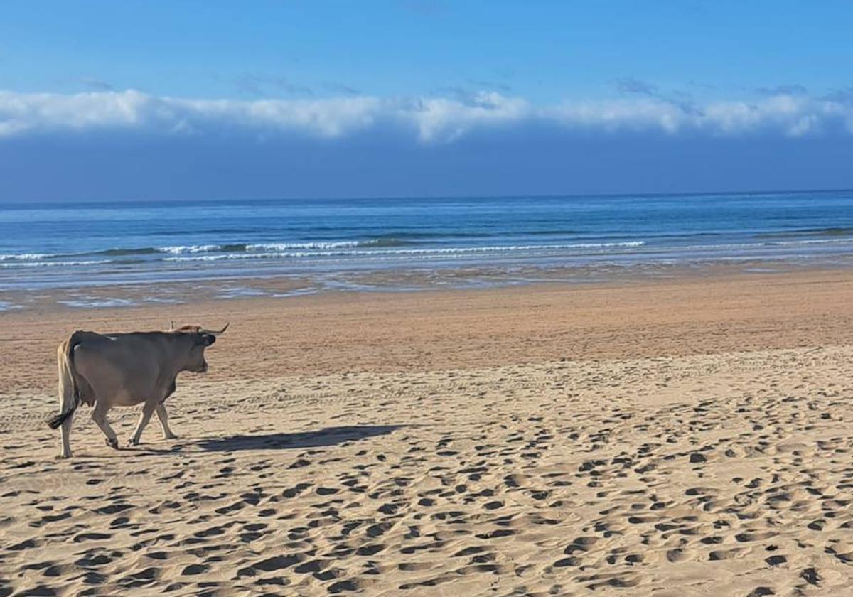 Una vaca de paseo por la playa de Vega, en Ribadesella