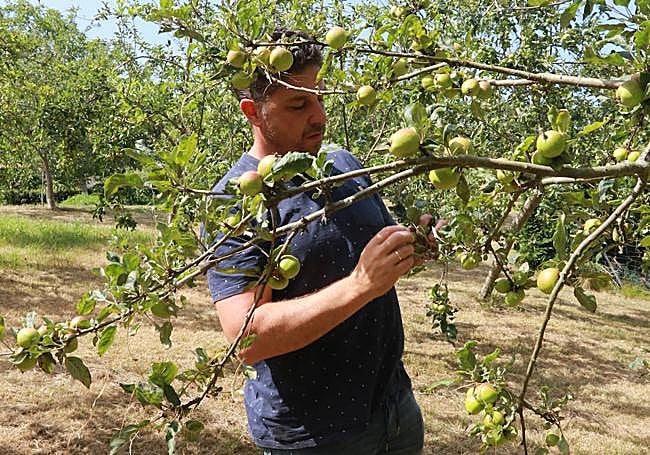 José Luis Piñera observa la producción en su finca gijonesa.