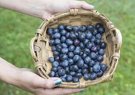 «Dicen que el arándano es como una medicina»