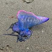 «El viento que tenemos facilita la llegada de la carabela portuguesa»