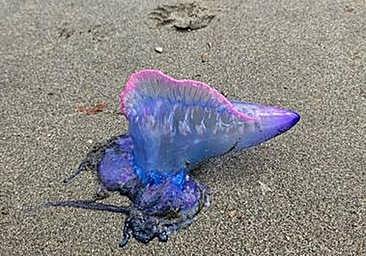 Aparecen más ejemplares de carabela portuguesa en otra playa de Asturias