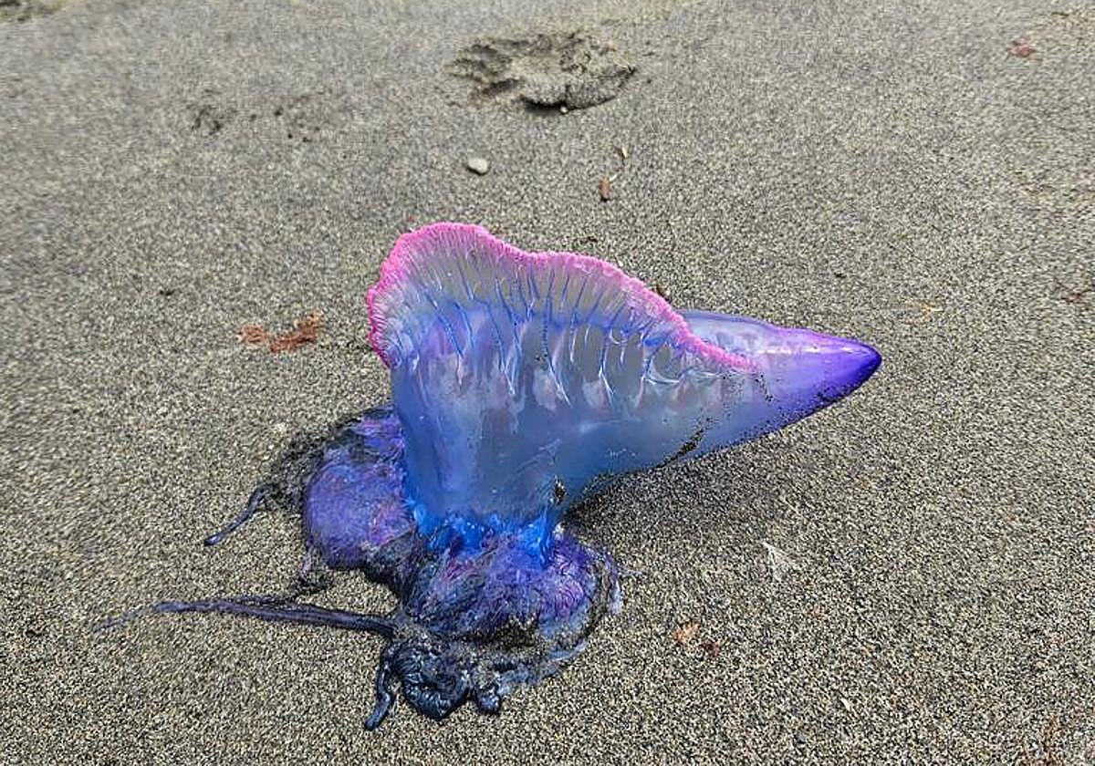 Ejemplar localizado el miércoles en la playa de Santa María.