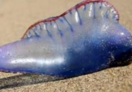 Carabela portuguesa encontrada en la playa de Rodiles.