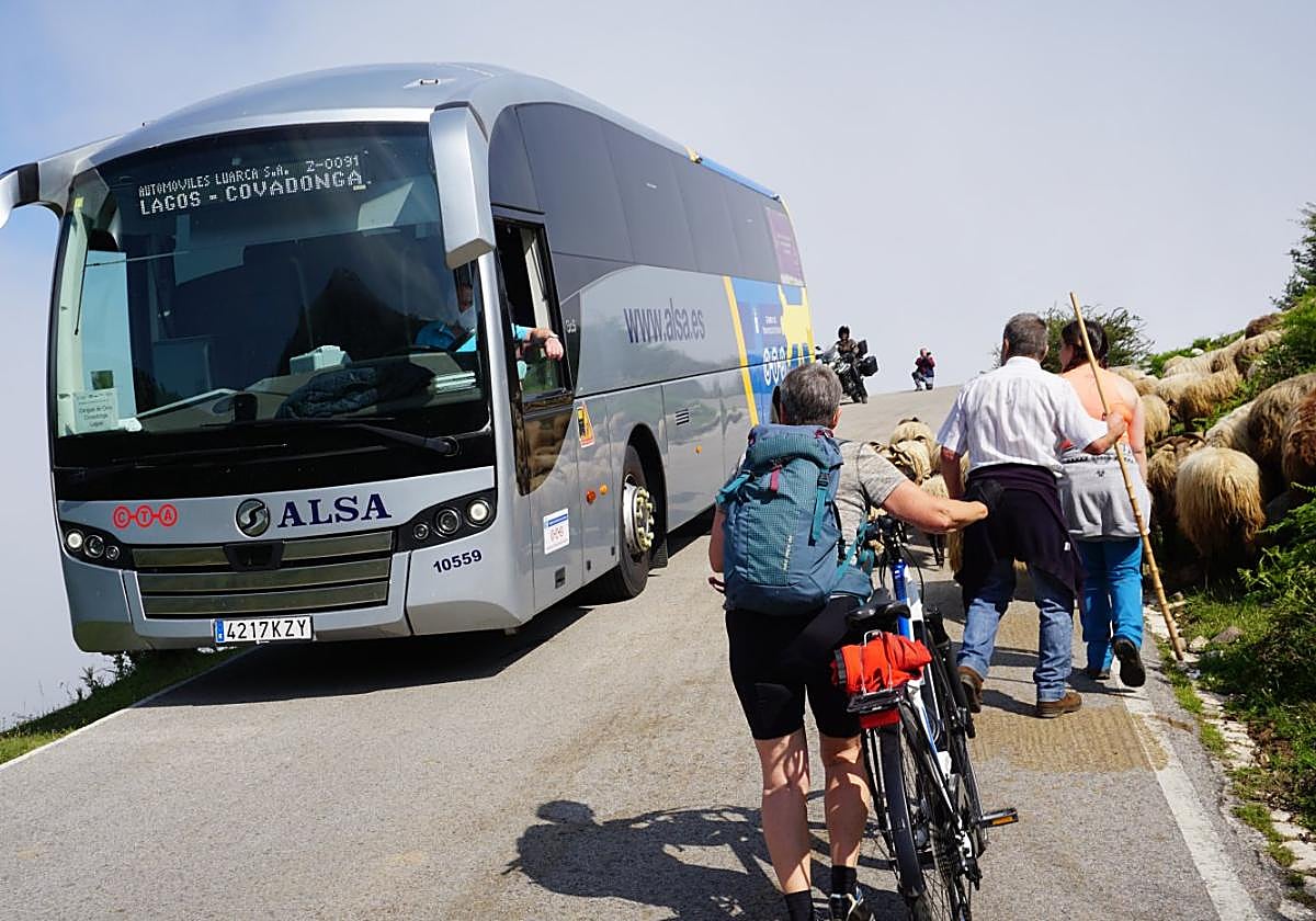 Un autobús se cruza en la bajada de los Lagos con unos ciclistas y unos pastores.