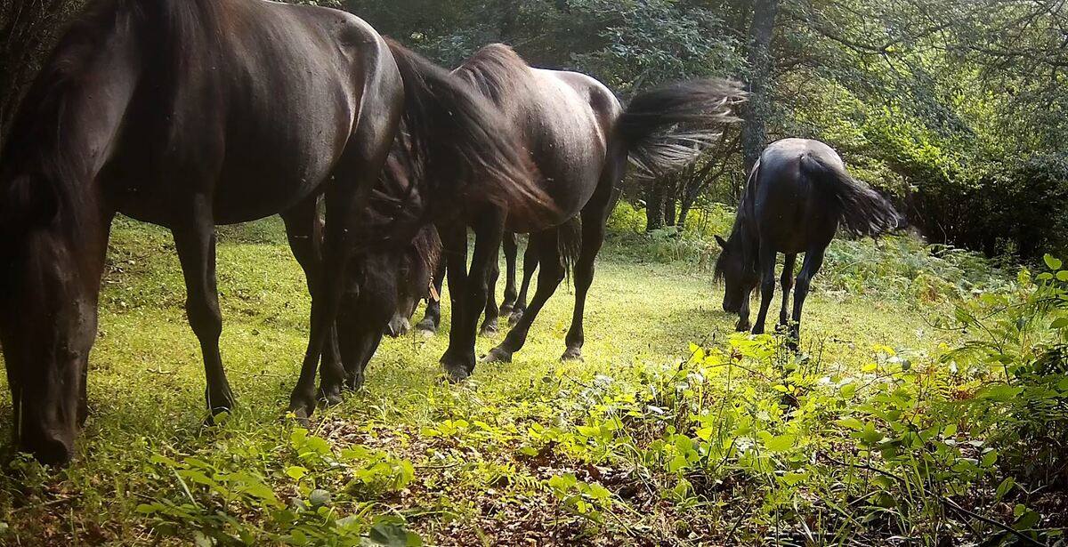 Los caballos pastando en los terrenos de Fapas.