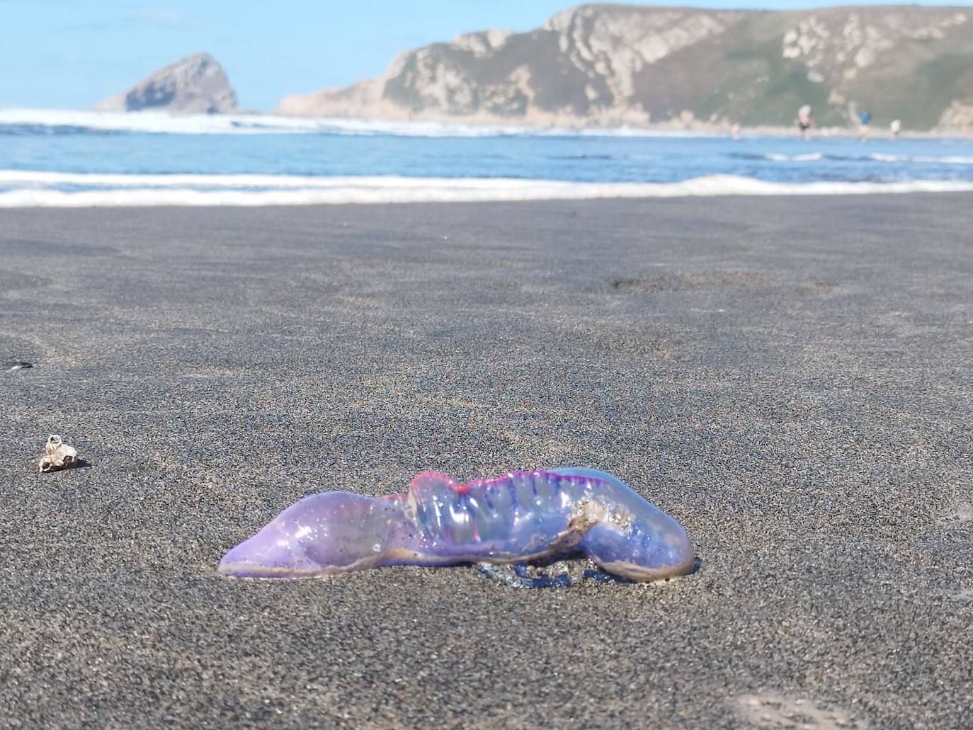 Una medusa localizada este domingo en la playa de Bayas.