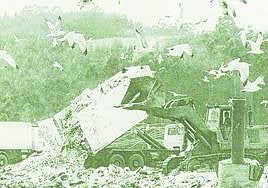 Gaviotas sobre el vertedero de Cogersa en Serín.