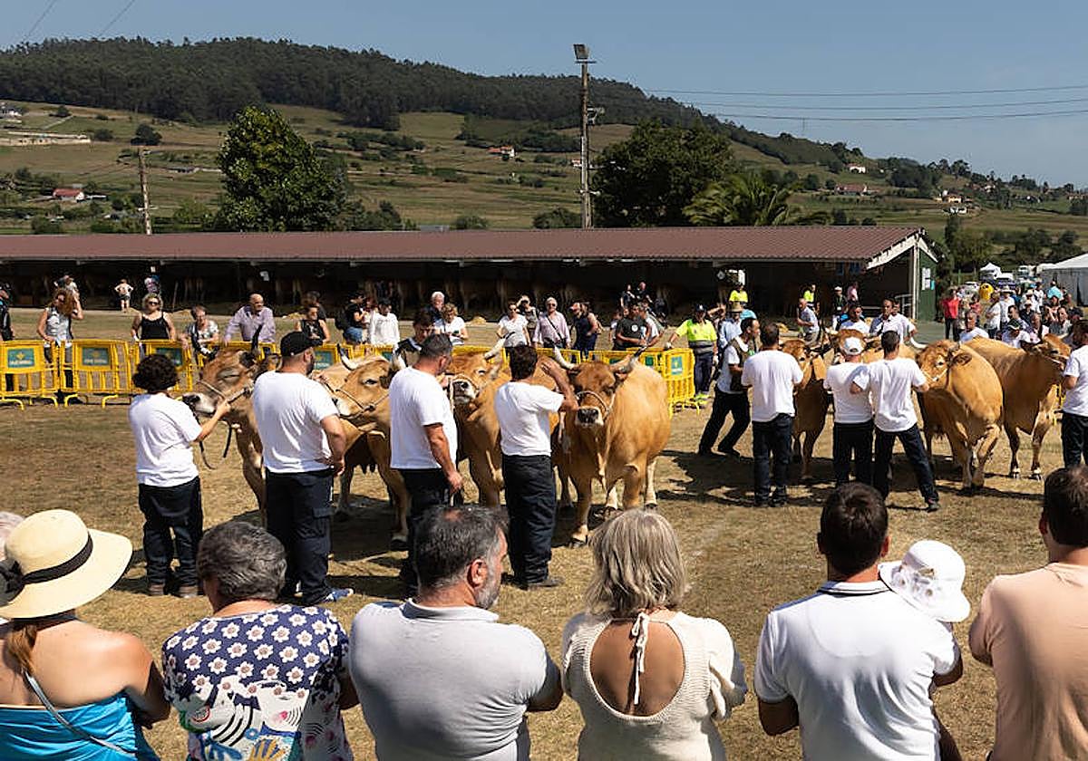Concurso de ganado y feria ecológica en Llanera