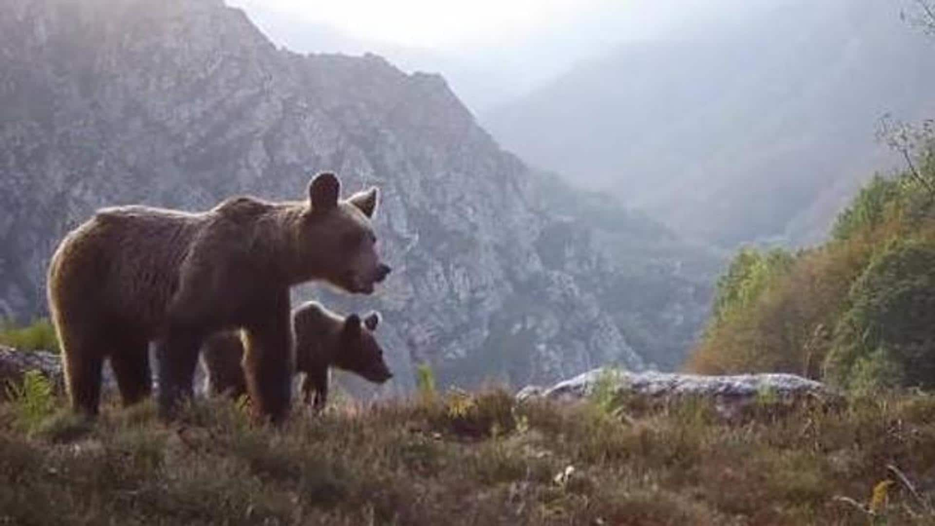 Un vídeo en una carretera asturiana muestra lo que no se debe hacer al  encontrarse con un oso | El Comercio: Diario de Asturias