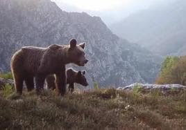 Un vídeo en una carretera asturiana muestra lo que no se debe hacer al encontrarse con un oso