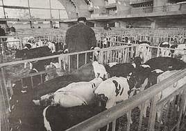 Terneros estabulados en el pabellón a la espera de las transacciones.