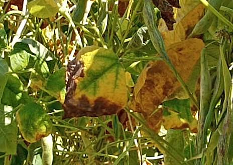 Imagen secundaria 1 - La falta de lluvias amenaza a la cosecha de fabes