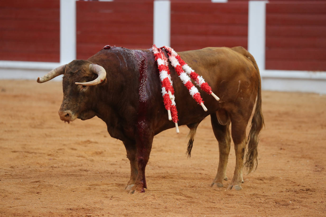 Así fue la primera corrida de la Feria Taurina de Gijón