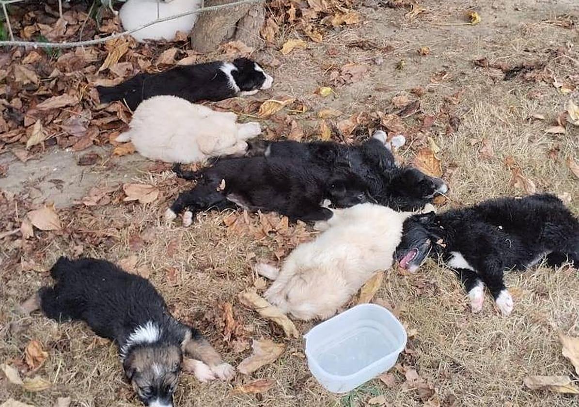 Los cachorros con agua puesta por los vecinos tras ser encontrados.