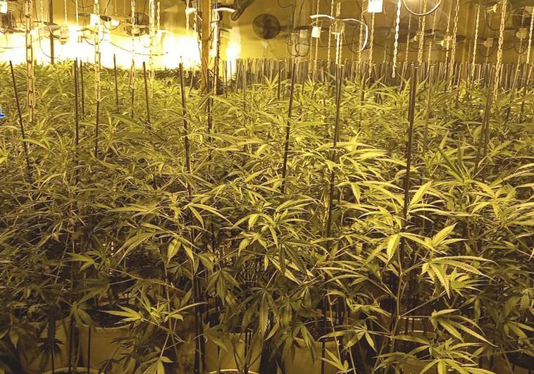 La Policía evita la reactivación de un grupo dedicado al cultivo y venta de marihuana en Gijón