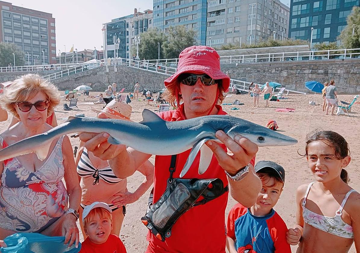 Un socorrista sostiene a la tintorera en el arenal de San Lorenzo.