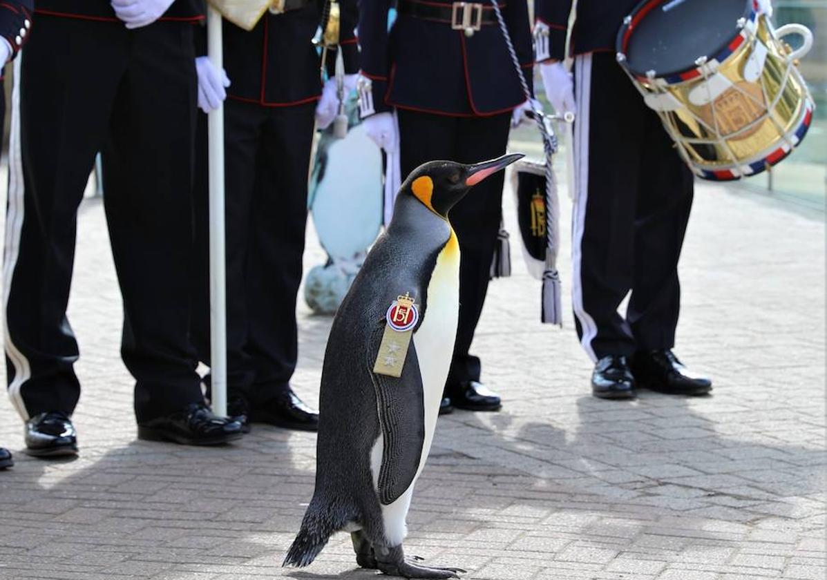 Sir Nils Olav III pasa revista a las tropas.