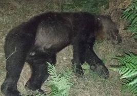El ejemplar de oso adulto fallecido por el atropello.