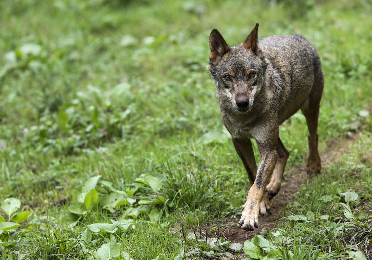 Ejemplar de lobo ibérico en el centro de interpretación de Belmonte.