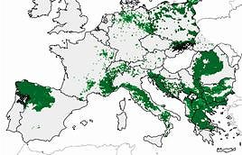 La protección del lobo detiene el descenso de los daños al ganado