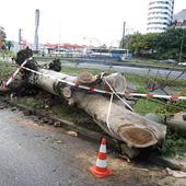 Los destrozos que deja la tormenta, en imágenes