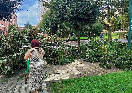 Una mujer observa uno de los árboles caídos en Gijón durante la madrugada.