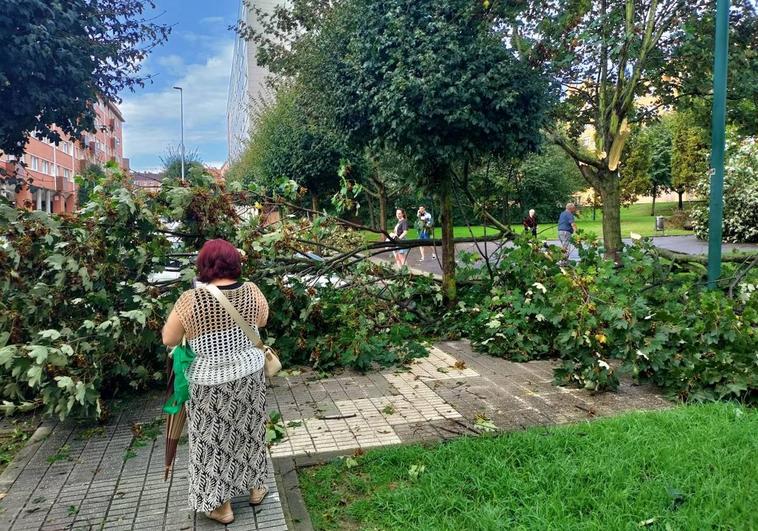 Una mujer observa uno de los árboles caídos en Gijón durante la madrugada.