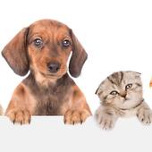 ¿Se puede coger la baja laboral para cuidar de tu mascota?