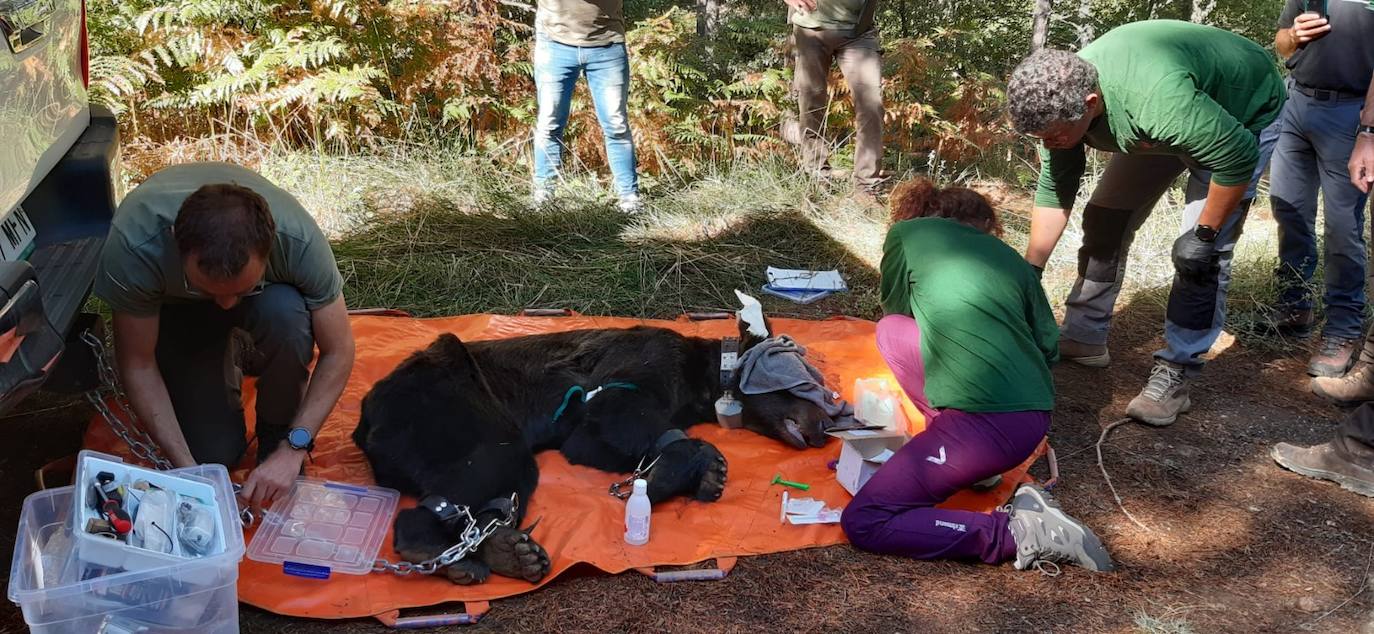 Imagen secundaria 1 - Final feliz para un oso con la cabeza atrapada en un bidón de maíz