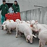 Las claves de la nueva ley de bienestar animal en las granjas