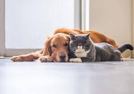 Cambios en la Ley de Bienestar Animal: las normas que todavía no se podrán aplicar