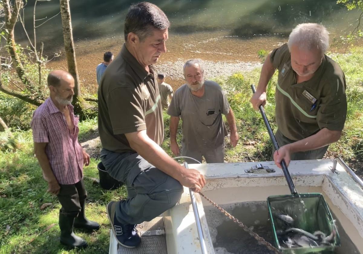 Los guardas, junto a los vecinos y pescadores Justo, Jano, Isidro y Francisco, cogen las truchas.