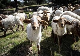 Un rebaño de ovejas, en una imagen de archivo.