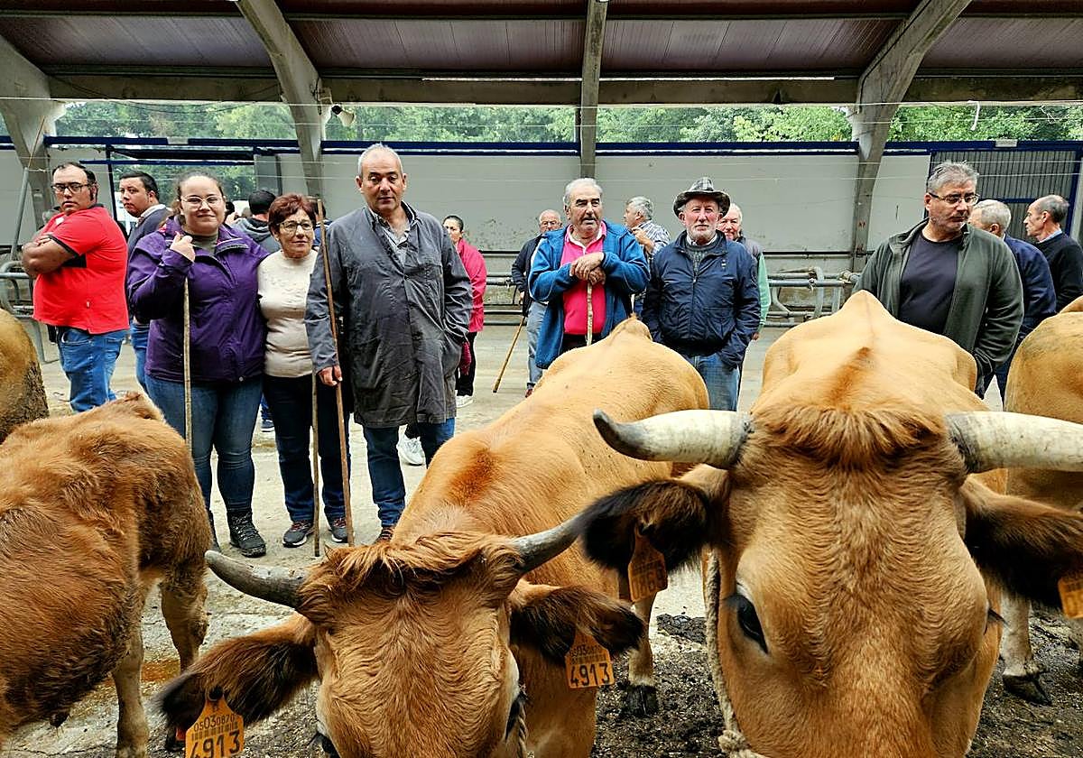 Varias reses y ganaderos en el recinto ferial de La Himera, durante la feria de San Mateo.
