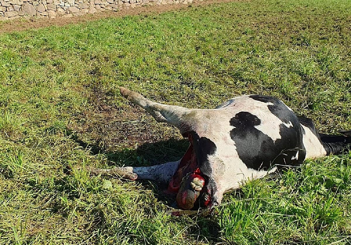 Cadáver de la novilla de Elvira Lorences que fue atacada por el lobo mientras pacía en un prao de La Pereda .