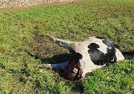 Cadáver de la novilla de Elvira Lorences que fue atacada por el lobo mientras pacía en un prao de La Pereda .