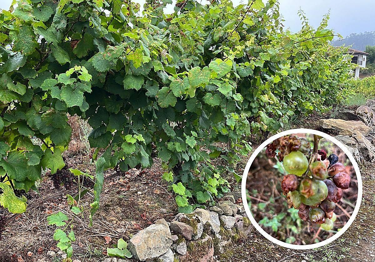 Viñedo dañado en el concejo de Candamo; detalle de uvas en mal estado.