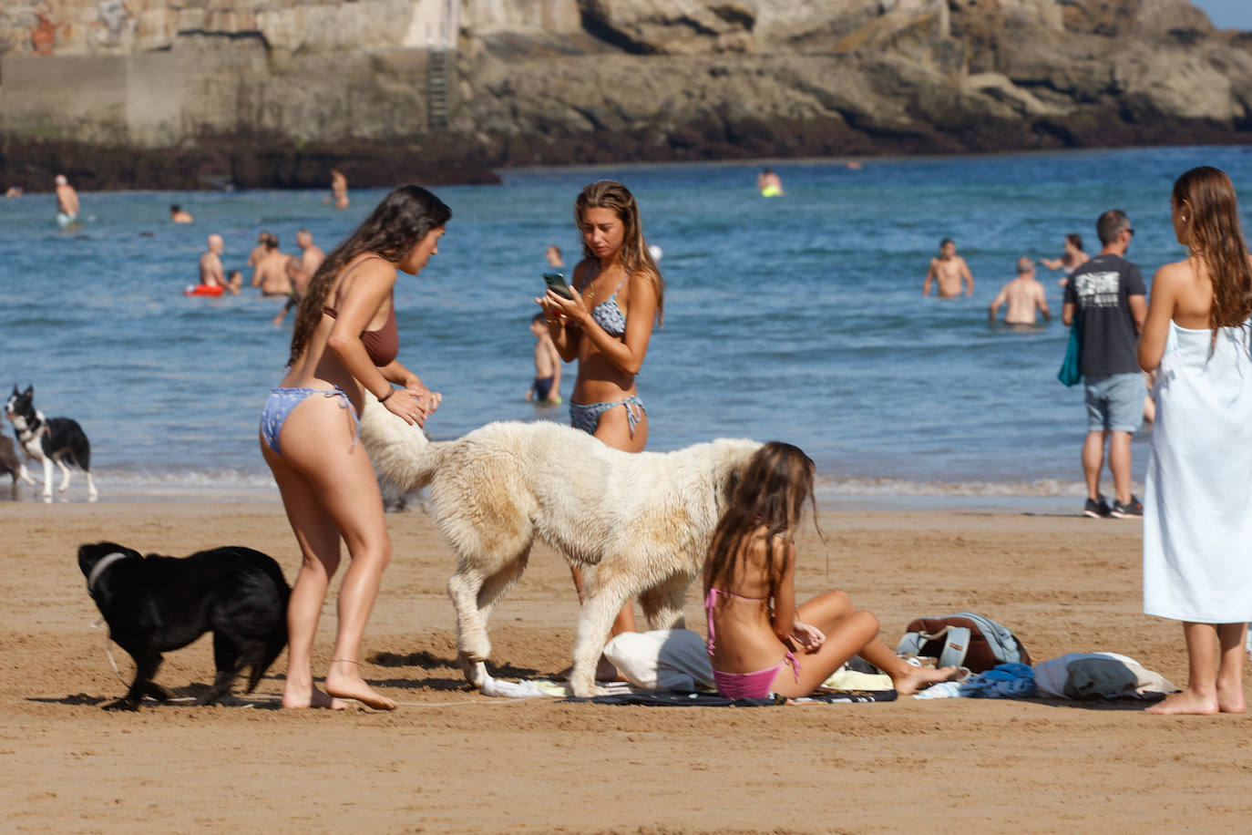 Los perros vuelven a la playa de San Lorenzo