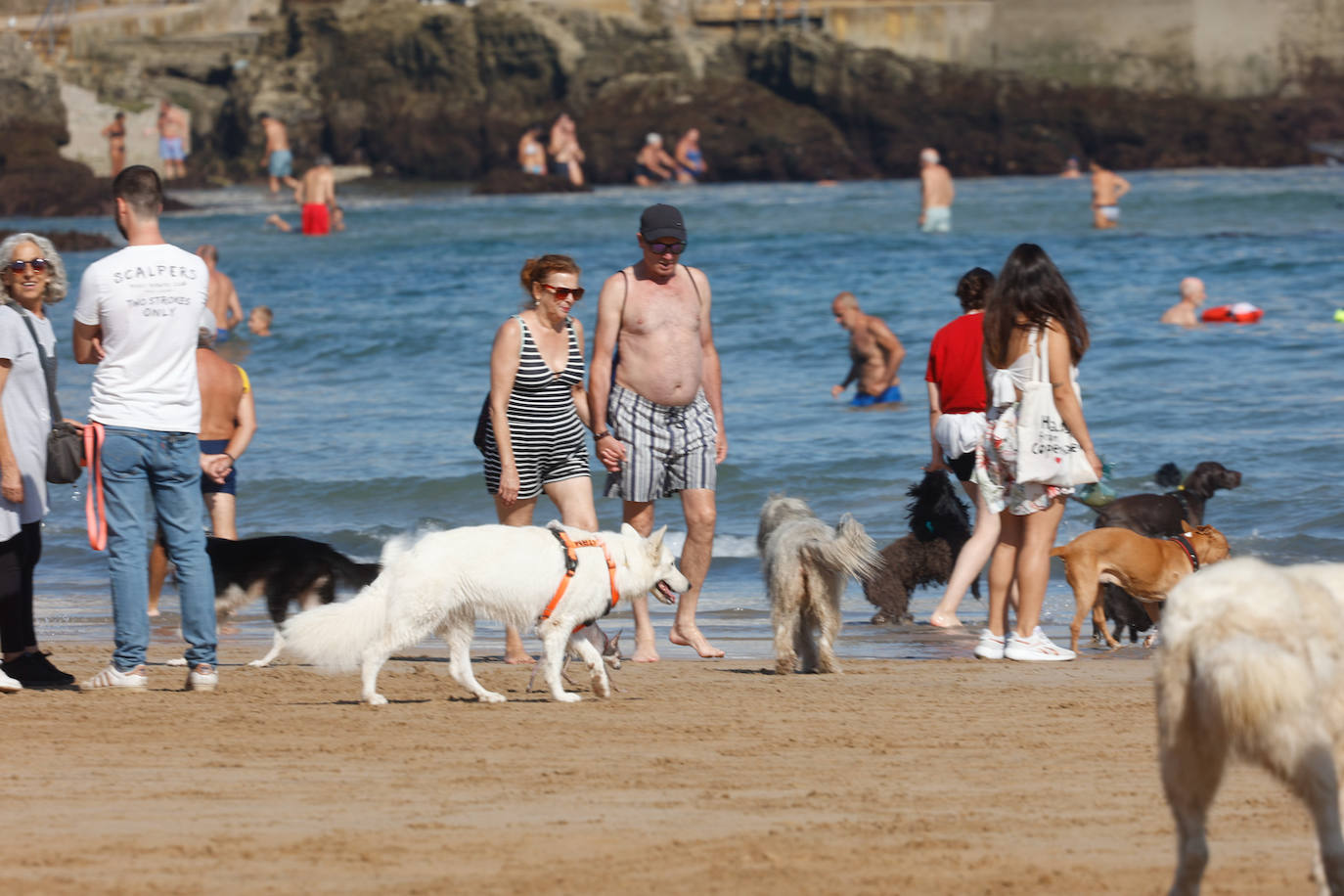 Los perros vuelven a la playa de San Lorenzo