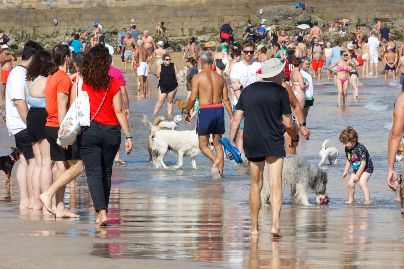 Los perros vuelven a la playa de San Lorenzo