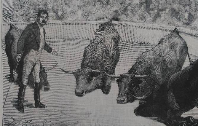 Enrique Díaz, con su espectáculo de amastreamiento taurino (1884)./