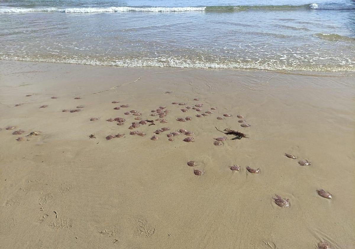 Medusas aparecidas ayer en la playa llanisca de Borizu.