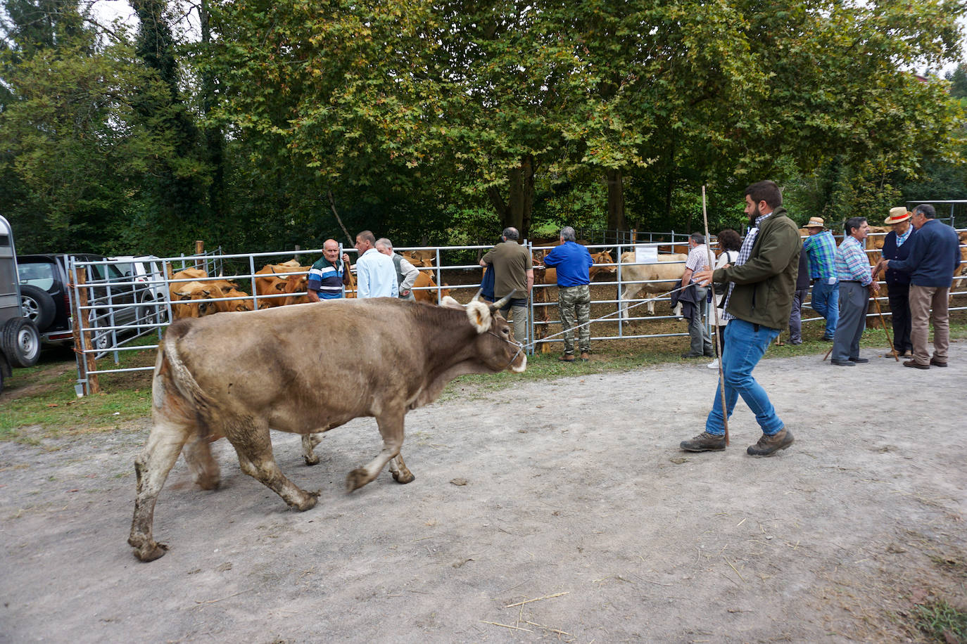 1.500 reses en la feria ganadera de Santa Teresa