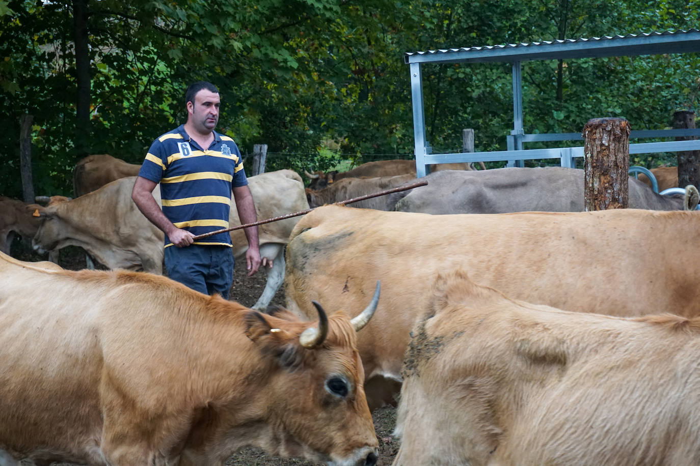 1.500 reses en la feria ganadera de Santa Teresa