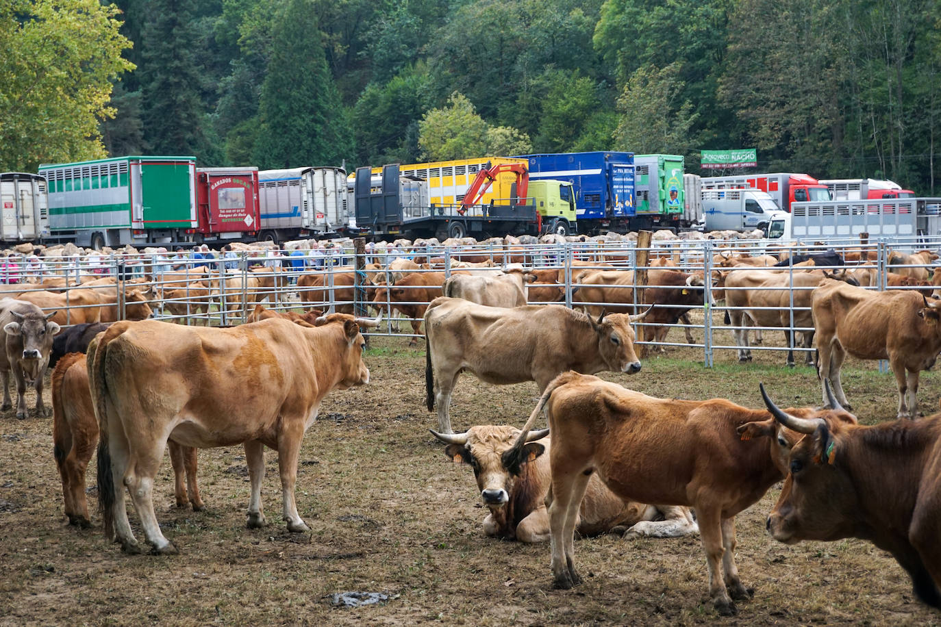 1.500 reses en la feria ganadera de Santa Teresa