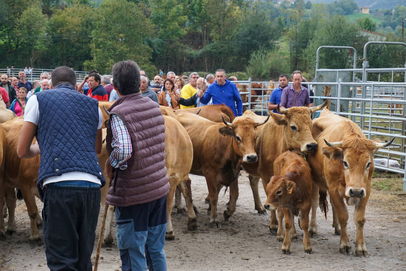 1.500 reses en la feria ganadera de Santa Teresa