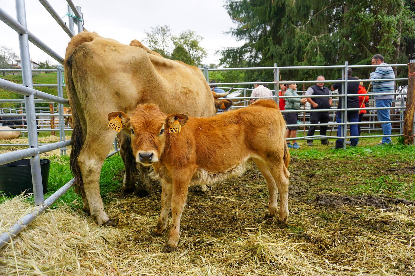 1.500 reses en la feria ganadera de Santa Teresa